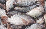Chinese Importing Tilapia Illegal – Fisheries Minister