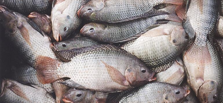 Chinese Importing Tilapia Illegal – Fisheries Minister