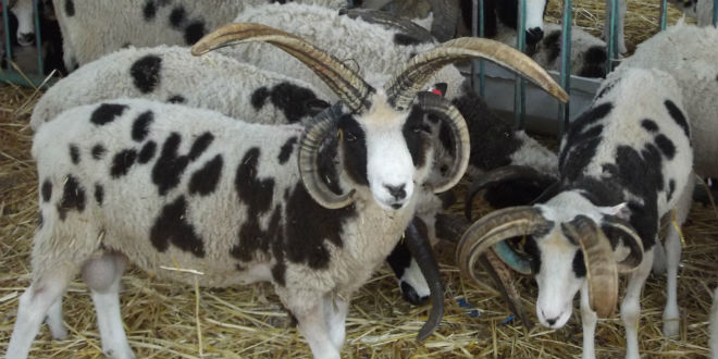 WATCH: Sound of Messiah Is Heard in Israel as First Jacob’s Sheep Shofarot in 2,000 Years Are Blown