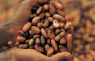 Church Of Pentecost Accepts Cocoa Beans As Tithes From Cocoa Farmers