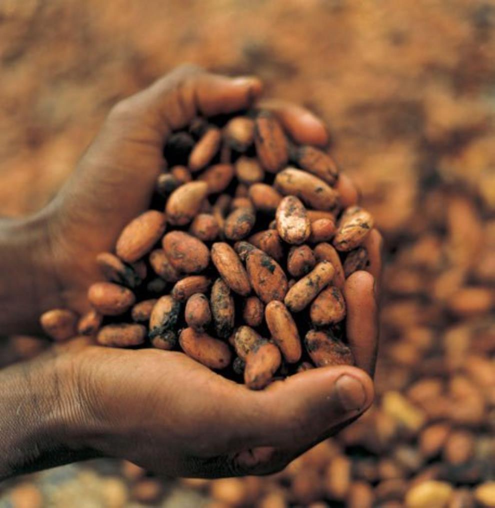 Church Of Pentecost Accepts Cocoa Beans As Tithes From Cocoa Farmers