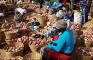 Onion Sellers Demand Apology From NPP’s Hajia Fati