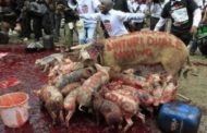 C/R: Outbreak of African Swine Fever Confirmed