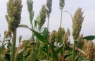 Get Involved In Millet Farming; It Is Lucrative
