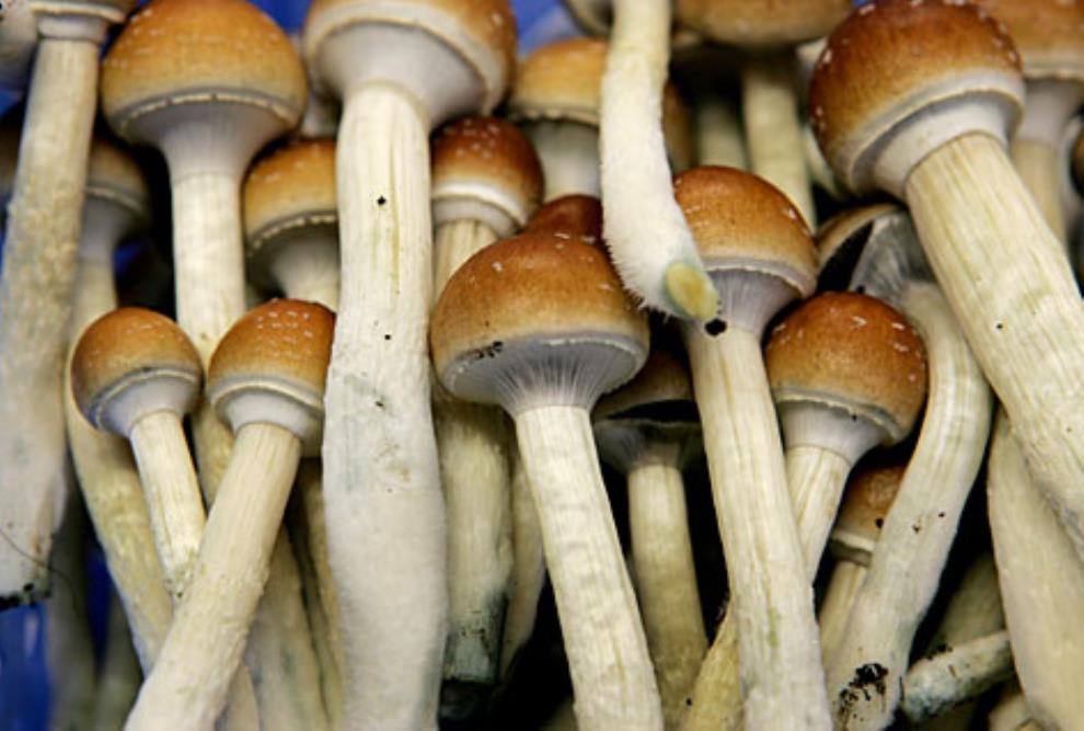 Youth Acquire Skills In Mushroom Cultivation And Snail Rearing