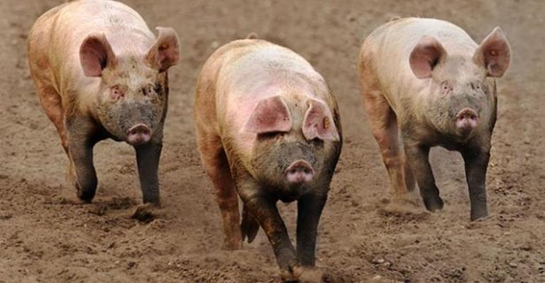 W/R: 17 Pigs Killed By Africa Swine Flu– Veterinary Services