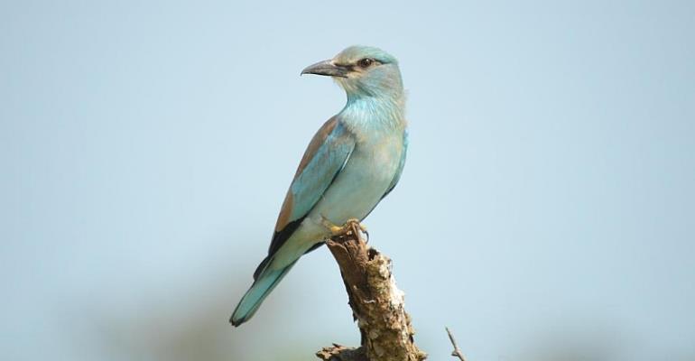 From Namibia to Italy: The incredible 8-month journey of a rare bird