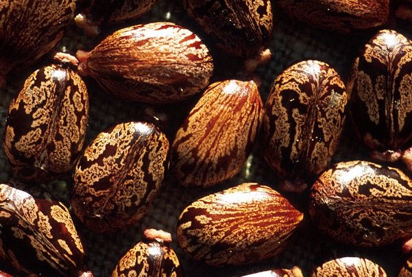 Flemish firefighter confesses to murder of wife with poisonous beans