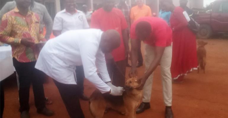 1,200 Dogs Vaccinated For Rabies