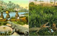 How Black Babies Were Used As Alligator Bait By Hunters In America [Bitter History]