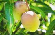 Mango Combats Cancer Cells & Protect Against Asthma