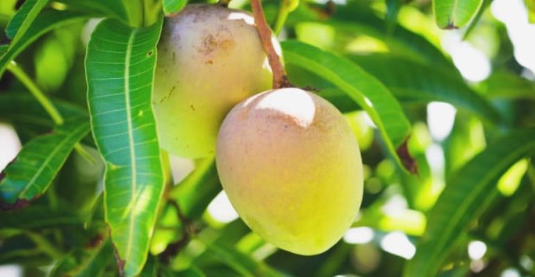 Mango Combats Cancer Cells & Protect Against Asthma