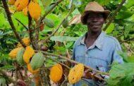 C/R:OVER 50 ARCHIS OF COCOA LAND GRAZED DOWN AT AJUMAKO ANYINASU