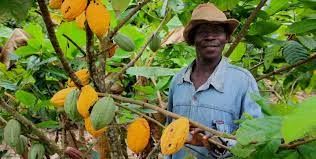 C/R:OVER 50 ARCHIS OF COCOA LAND GRAZED DOWN AT AJUMAKO ANYINASU